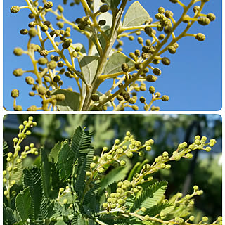 ミモザの花芽のインテリア実例 Roomclip ルームクリップ