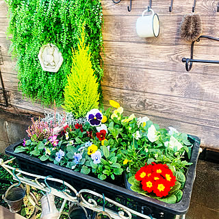 カインズホーム 花壇完成ののまとめページ 4ページ目 Roomclip ルームクリップ カインズホーム 花壇完成ののまとめページ 4ページ目 Roomclip ルームクリップ