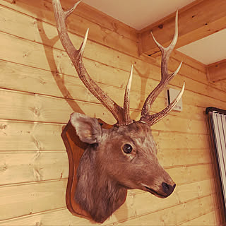 鹿 剥製のおしゃれなアレンジ 飾り方のインテリア実例 Roomclip ルームクリップ