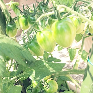 玄関 入り口 サントリー本気野菜のインテリア実例 Roomclip ルームクリップ