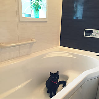 オリヅルランの子株のインテリア実例 | RoomClip(ルームクリップ)