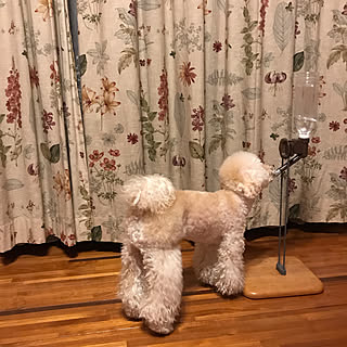 水飲みスタンドのインテリア実例 Roomclip ルームクリップ