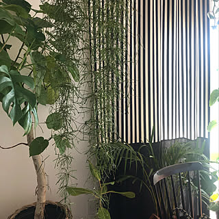 ストライプデニム/デニムカーテン/ストライプカーテン/瀬戸内デニムカーテン/瀬戸内デニム...などのインテリア実例 - 2020-02-25 02:06:48