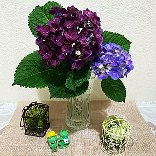 梅雨 紫の花のインテリア実例 Roomclip ルームクリップ