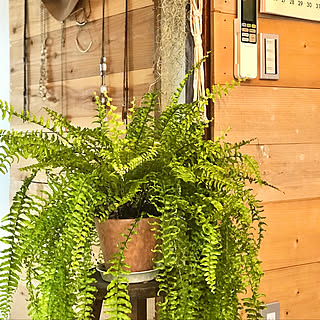 賃貸/ひとり暮らし/リノベーション賃貸/植物のある暮らし/緑のある暮らし...などのインテリア実例 - 2020-01-24 16:07:37