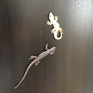 トカゲ ヤモリのインテリア実例 Roomclip ルームクリップ