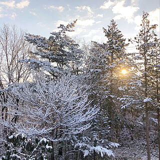 雪景色/窓からの景色/朝陽/庭/日常の風景...などのインテリア実例 - 2021-01-31 08:20:04