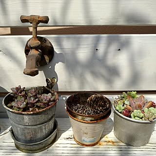 玄関/入り口/朝の1枚/グリーンのある暮らし/多肉/ブログやってます(*Ü*)/ガーデニング...などのインテリア実例 - 2016-04-01 07:51:47