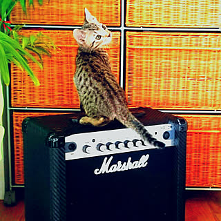 写真機印消し/カメラマーク消し/アンプに乗った猫/catsonamps/猫と暮らす...などのインテリア実例 - 2018-02-02 16:32:26