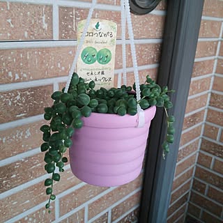 玄関/入り口/賃貸アパート/いつかきっとお家建てるぞ!/まだ何もしてない/まずは片付け...などのインテリア実例 - 2015-05-20 23:30:32