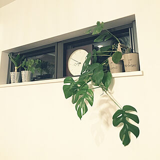 リビング 垂れ下がる植物のインテリア実例 Roomclip ルームクリップ