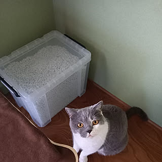 猫砂収納のインテリア実例 Roomclip ルームクリップ