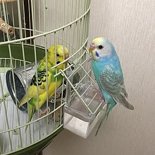 セキセイインコ 鳥カゴのインテリア実例 Roomclip ルームクリップ