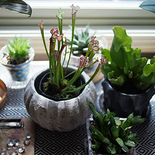 棚 食虫植物のインテリア実例 Roomclip ルームクリップ 棚 食虫植物のインテリア実例 Roomclip ルームクリップ