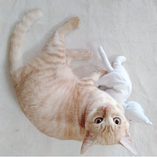 壁/天井/メルカリ/猫あそび/オーダーにて/猫ちゃんのおともだち...などのインテリア実例 - 2020-02-22 20:15:01