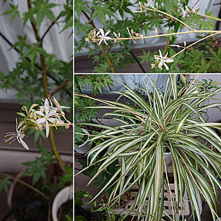 オリヅルラン オリヅルランの花のインテリア実例 Roomclip ルームクリップ