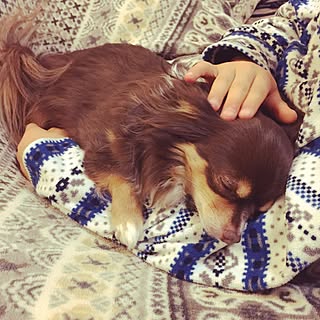 寒がり犬のインテリア実例 Roomclip ルームクリップ