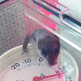 黒いのじゃない方の黒いの‼︎のインテリア実例 - 2017-06-10 02:28:32