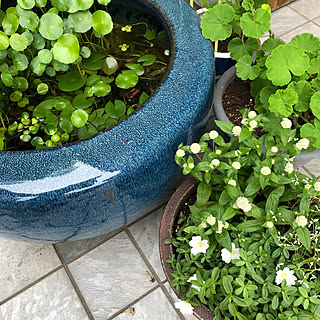 寄せ植え センニチコウのインテリア実例 Roomclip ルームクリップ 寄せ植え センニチコウのインテリア実例 Roomclip ルームクリップ