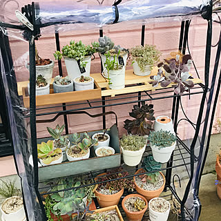 多肉植物 寒さ対策のインテリア実例 Roomclip ルームクリップ
