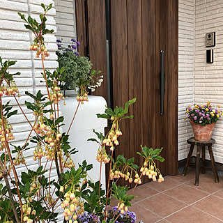 ドウダンツツジの花のインテリア実例 Roomclip ルームクリップ