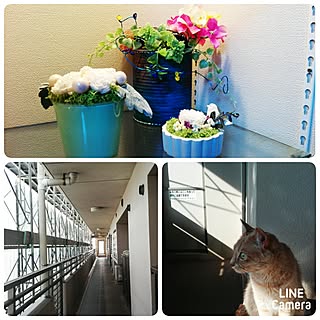 hana 様/いいね&フォローありがとうございます♡/sanbi 様/素麺流しやめました。やっぱり格好悪すぎて/ねこ窓...などのインテリア実例 - 2017-06-15 17:08:21
