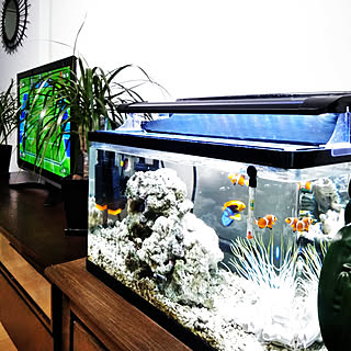 海水魚 ライブロックのインテリア実例 Roomclip ルームクリップ