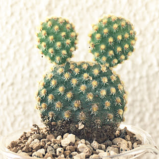 サボテン 白桃扇のインテリア実例 Roomclip ルームクリップ