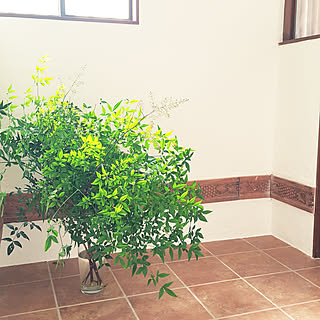 玄関/入り口/花のある暮らし/南天/漆喰壁DIY/古家を買ってリノベーション/古家DIY...などのインテリア実例 - 2018-05-24 09:27:20