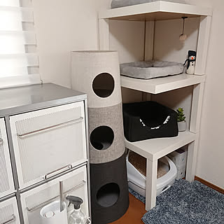 棚/ねこのいる日常/ねこのいる暮らし/ねこと暮らす/モノトーンインテリア...などのインテリア実例 - 2020-01-23 22:09:12