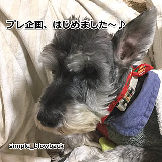 棚/プレ企画開催します/年寄り犬/いぬのいる暮らし/ミニチュアシュナウザー...などのインテリア実例 - 2019-12-01 01:59:34