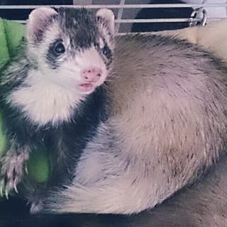 いたちのインテリア実例 Roomclip ルームクリップ