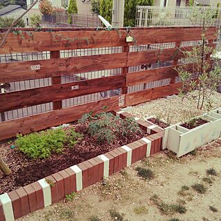 玄関/入り口/garden/プランター/DIY/家庭菜園...などのインテリア実例 - 2016-05-24 15:15:57