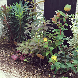 ユーフォルビア ブラックバードのインテリア実例 Roomclip ルームクリップ