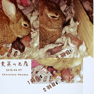 棚/インテリアじゃなくてごめんなさい★/いいね&フォローありがとうございます☆/お暇を見つけてコメント返信します!/RC四国支部/うさぎ...などのインテリア実例 - 2015-04-07 07:48:05