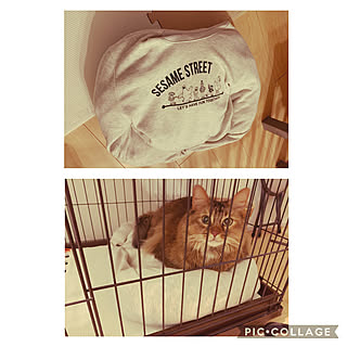 猫用ベッドdiyのインテリア 手作りの実例 Roomclip ルームクリップ