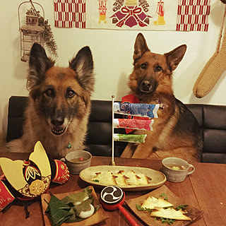 ジャーマンシェパードのインテリア実例 Roomclip ルームクリップ