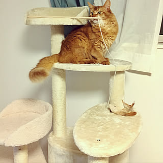 キャットタワー/楽天で買ったもの/ねこ/ねこ部/ねこのいる日常...などのインテリア実例 - 2018-02-22 12:56:51