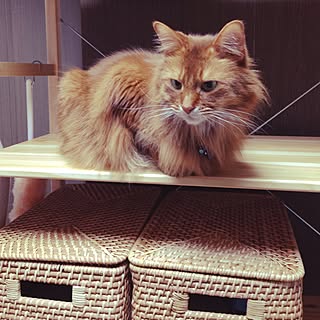 棚/賃貸/猫のいる部屋/RC北海道支部/築20年以上...などのインテリア実例 - 2016-02-29 07:54:28