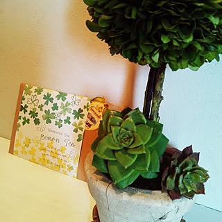 玄関/入り口/観葉植物/いなざうるす屋さん@下北沢/いなざうるす屋さんのインテリア実例 - 2014-08-02 18:34:17