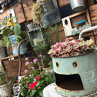 玄関/入り口/!!!!!アホ仲間!!!!!/フェイクに水あげ隊/インスタ→chiisoccer_11/パレットガーデニングDIY...などのインテリア実例 - 2017-06-29 07:08:04