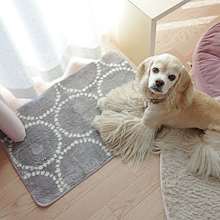 しまむら 犬と暮らすのインテリア実例 Roomclip ルームクリップ しまむら 犬と暮らすのインテリア実例 Roomclip ルームクリップ
