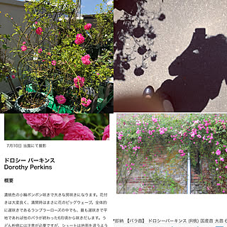 玄関/入り口/薔薇の名前/日々の暮らし/薔薇のある暮らし/ドロシーパーキンスのインテリア実例 - 2018-06-03 00:40:27
