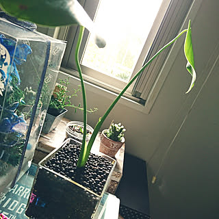 部屋全体/モンステラ/モンステラ増殖中/モンステラ成長記録/モンステラの新芽...などのインテリア実例 - 2017-11-15 09:31:38