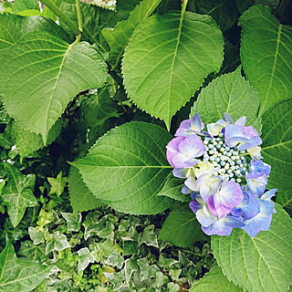 アジサイ 剪定時期間違えましたのおしゃれなアレンジ 飾り方のインテリア実例 Roomclip ルームクリップ