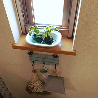 キッチン/いつもいいねやコメありがとうございます♡/苔玉/ゴムノキ/カポック...などのインテリア実例 - 2019-08-03 07:41:39