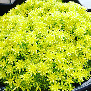 ゴールデンカーペットのインテリア実例 Roomclip ルームクリップ