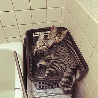 昭和の家 狭い部屋で猫3匹と暮らすのインテリア実例 Roomclip ルームクリップ 昭和の家 狭い部屋で猫3匹と暮らすのインテリア実例 Roomclip ルームクリップ