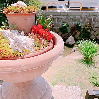 多肉植物 ブロークンポットガーデンのインテリア実例 Roomclip ルームクリップ 多肉植物 ブロークンポットガーデンのインテリア実例 Roomclip ルームクリップ