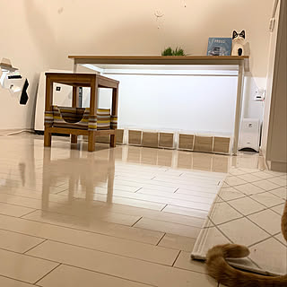 猫用トイレ/猫/ねこ/ねこのいる日常/猫と暮らす...などのインテリア実例 - 2020-02-24 06:11:13